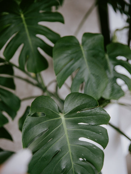 How to Take Care of a Monstera Plant: A Complete Guide