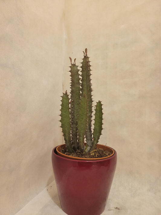 African Milk Tree (Euphorbia Trigona Rubra)